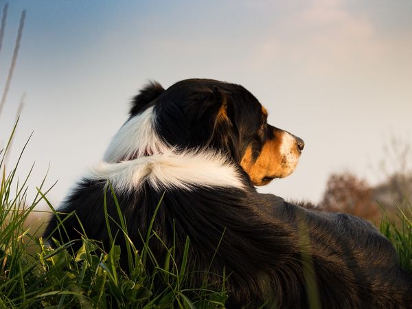 4 Tage Urlaub mit Hund in Wiggensbach, Bayern inkl. Frühstück