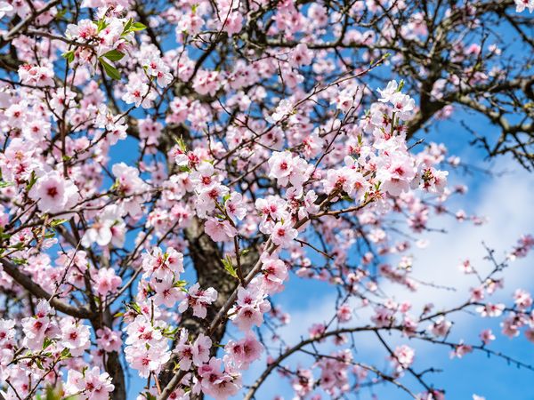 3 Rosa Wandertage zu Mandelblüte in Neustadt in Neustadt an der Weinstraße Frühstück