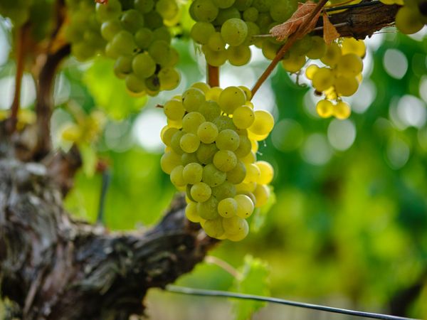 3 Tage Auszeit im Weingut Römmert in Volkach am Main, Bayern inkl. Halbpension