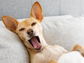 Wanderurlaub Pfälzerwald inkl. Halbpension | 5 Tage