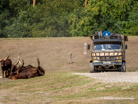 Serengeti-Park Hodenhagen mit Ticket und Hotel