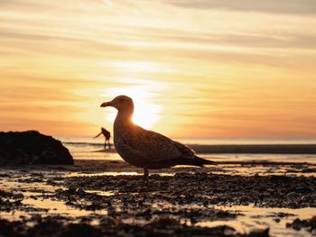 Meeresauszeit im Strandhotel auf Sylt - 2 Nächte