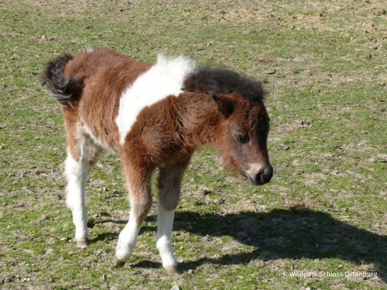 Wildpark Schloss Ortenburg