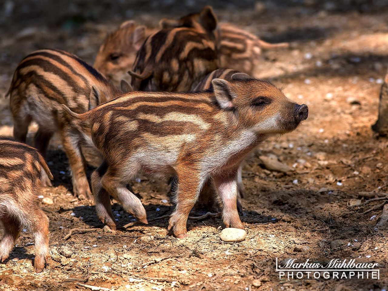 Wildpark Schloss Ortenburg