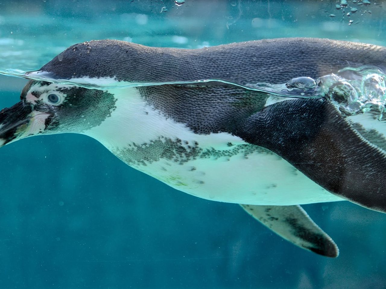 Auszeit mit Besuch bei den Lübbenauer Pinguinen