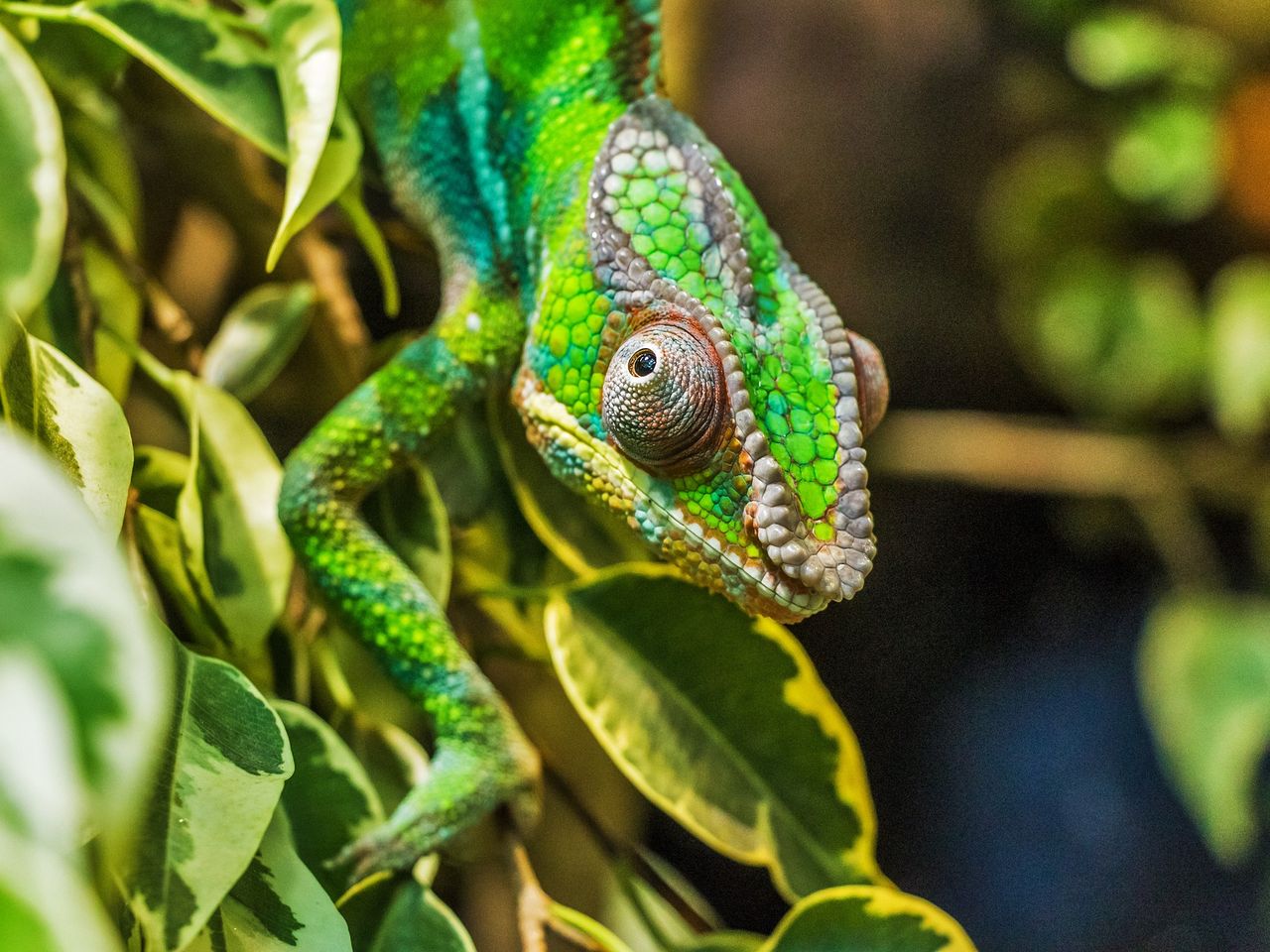 Echse & Co.-Deutschlands größter Reptilien Zoo | 5 T.