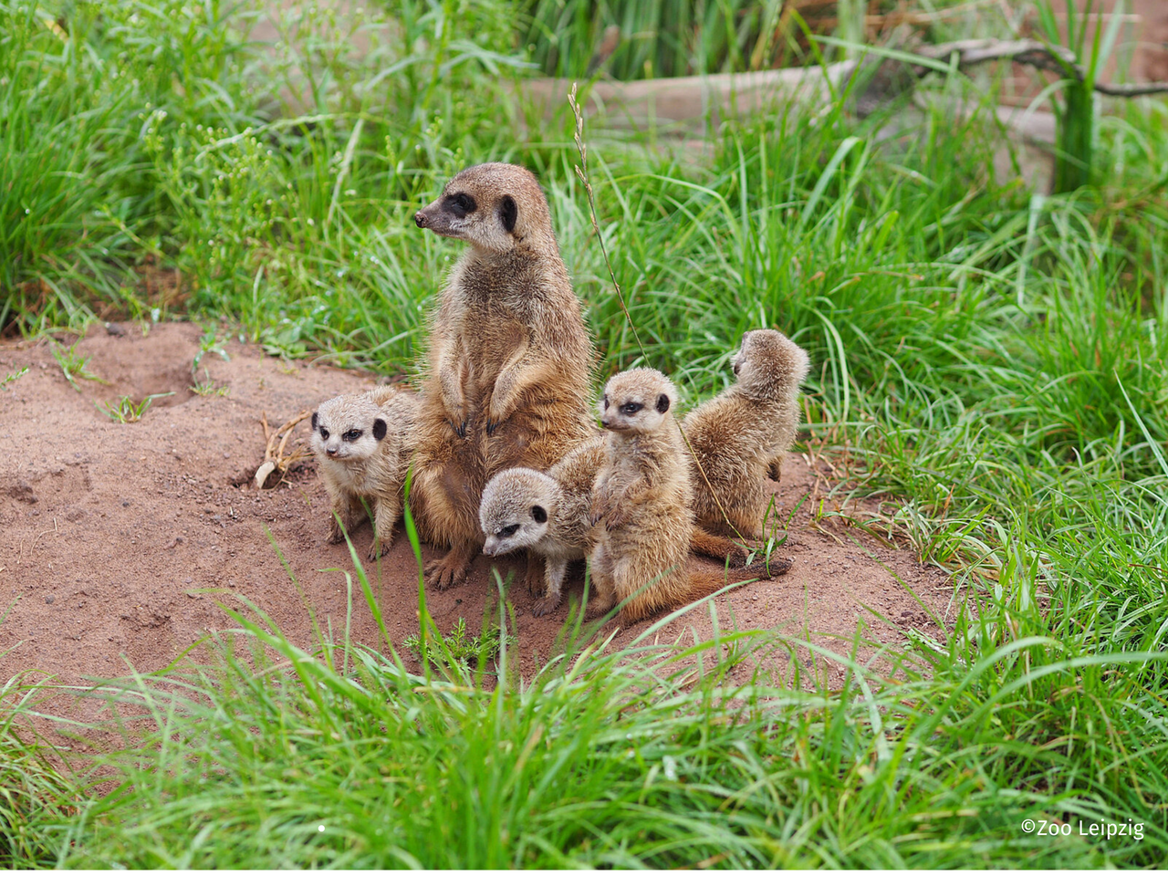 Zoo Leipzig