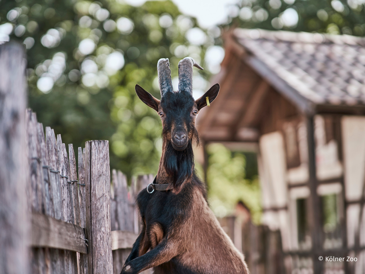 Kölner Zoo