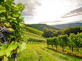 6 Tage Moselromantik – Kuscheln & Genießen pur