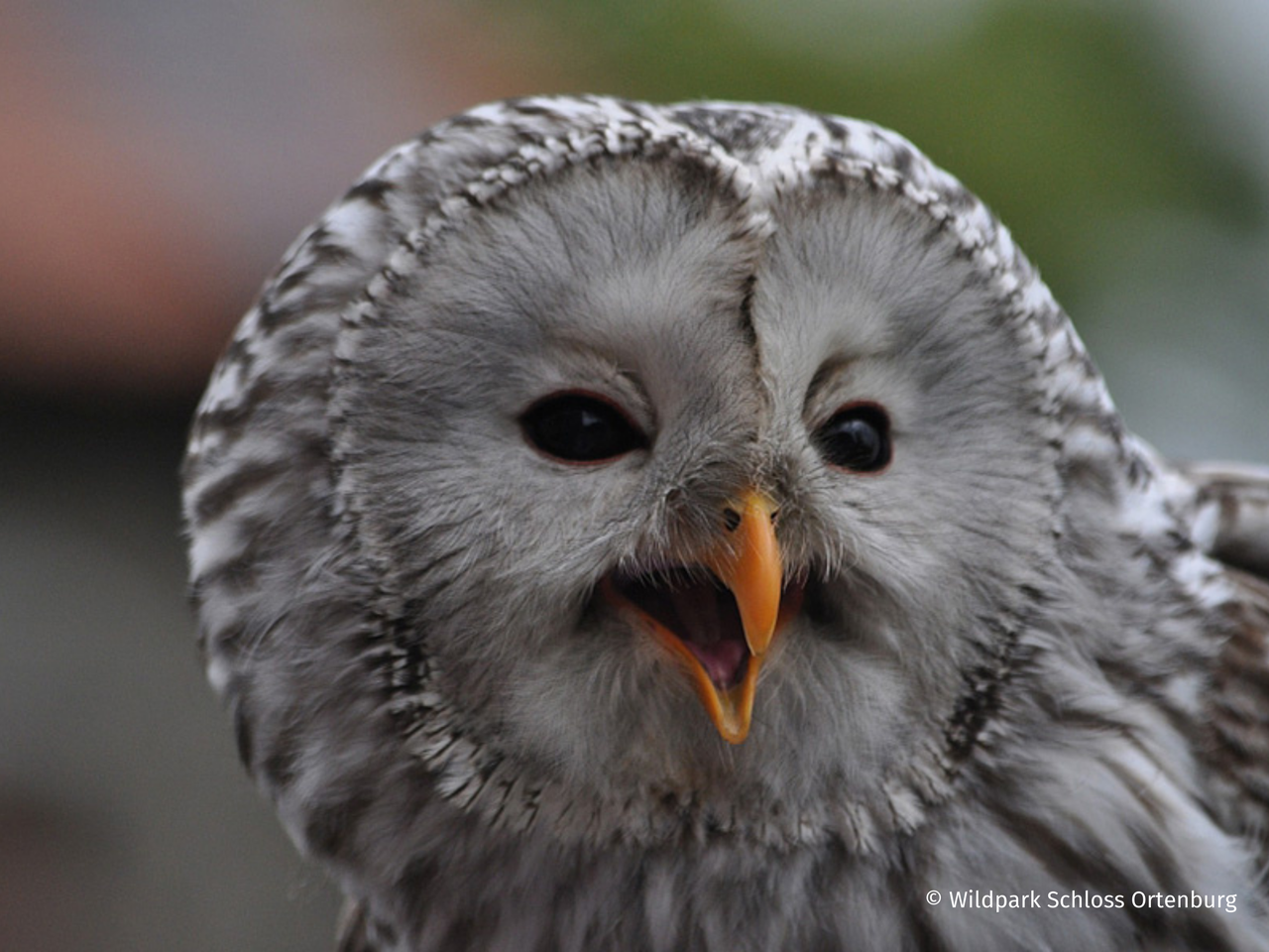 Wildpark Schloss Ortenburg