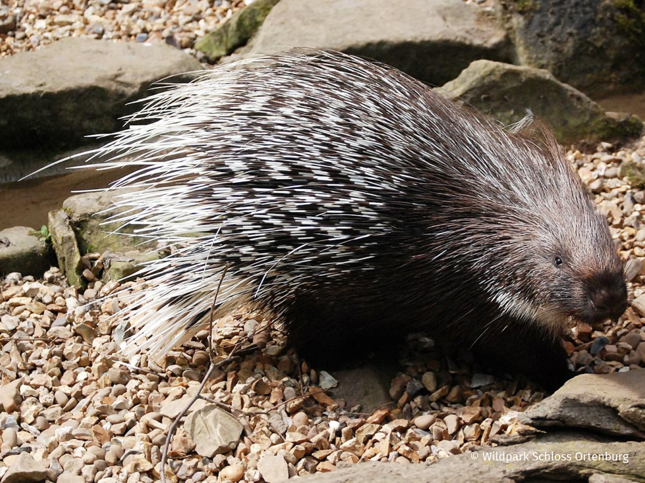 Wildpark Schloss Ortenburg