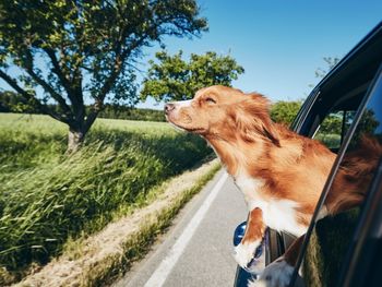Urlaub mit Hund im Bayerischen Wald – 4 Tage Auszeit