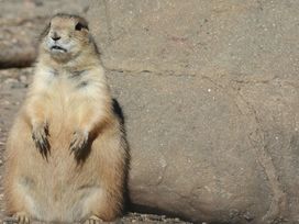 Wanderurlaub Pfälzerwald inkl. Halbpension | 5 Tage