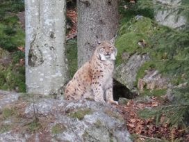 6 Tage Familienzeit im Bayerwald: Naturerlebnisse pur