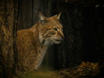 Wildkatzenpfade & Natur – Entdecker-Tage im Hunsrück