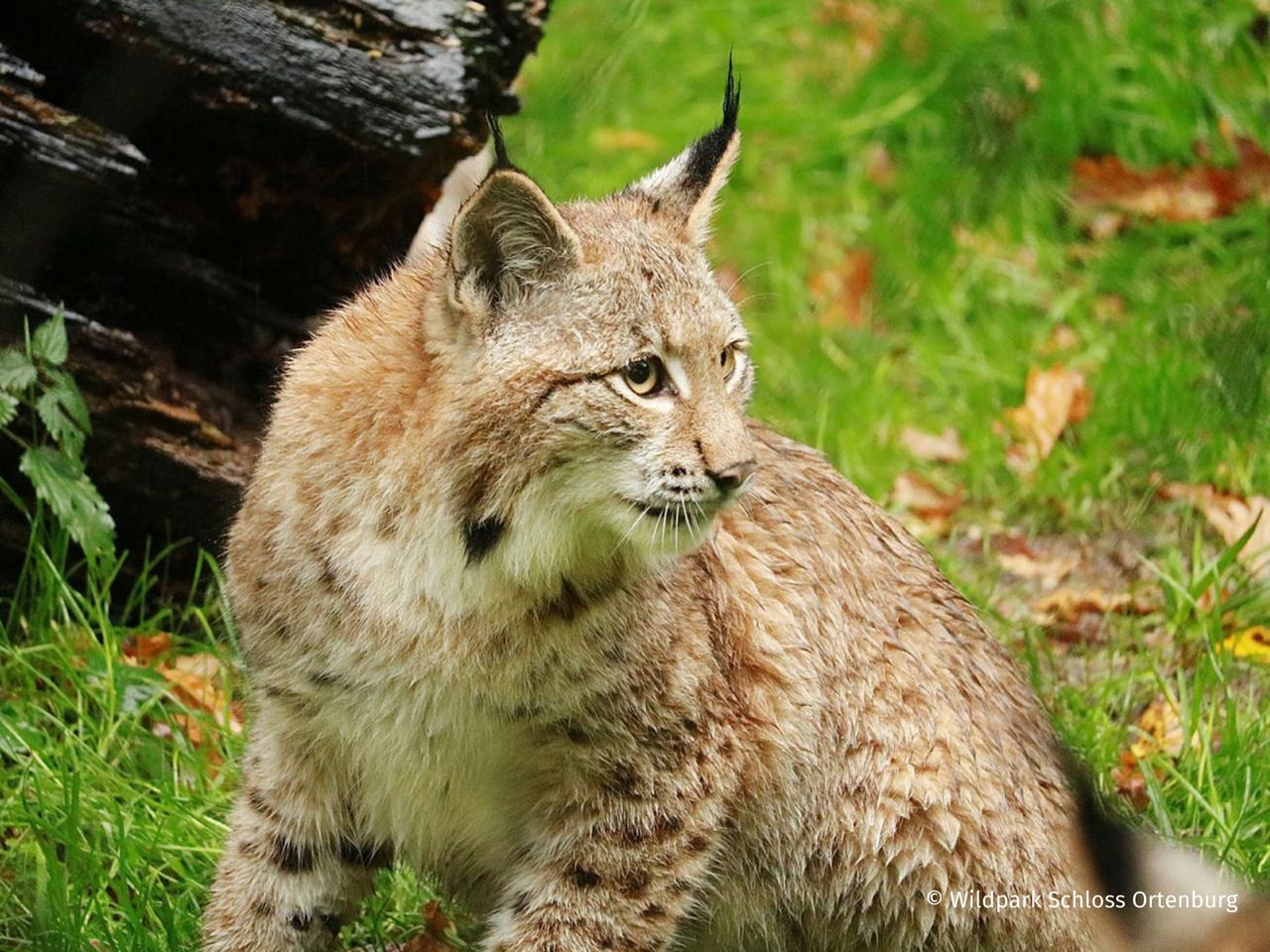 Wildpark Schloss Ortenburg