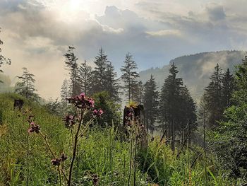 Wanderspaß im Harz -  5 Tage