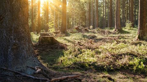Harz