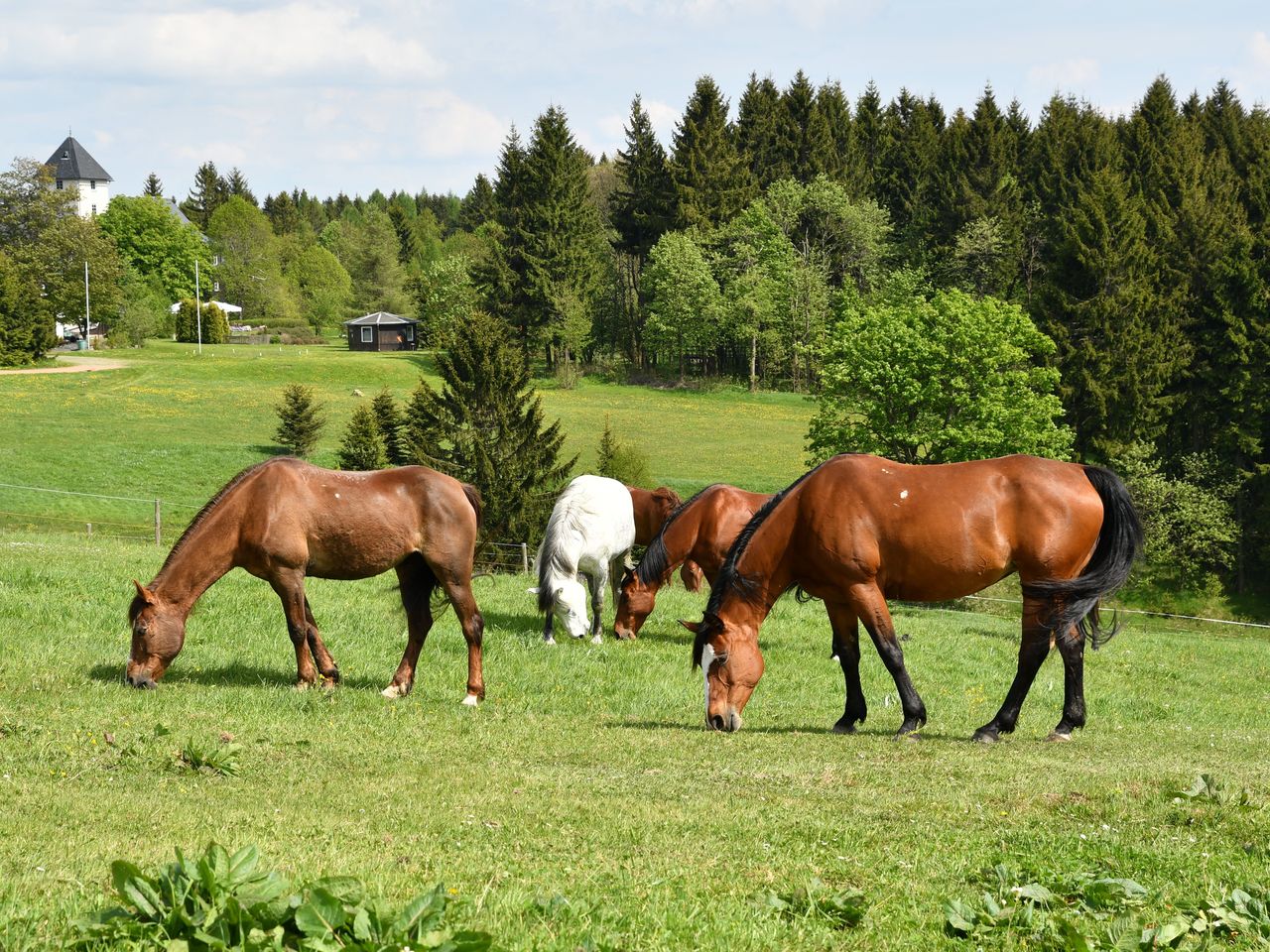 Basenfasten nach Wacker - 11 Tage