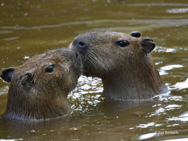 Zoo Schwerin mit Tageseintritt und Übernachtung