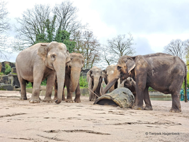 Tierpark und Tropen Aquarium Hagenbeck in Hamburg mit Hotel
