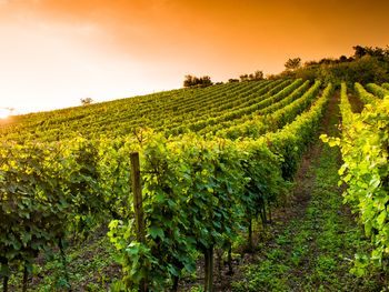 5 entspannte Tage im NH Weinheim mit Frühstück