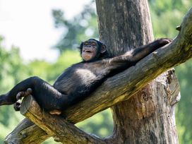 Serengeti Park Hodenhagen mit Hotel