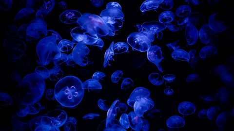 Ozeaneum Stralsund