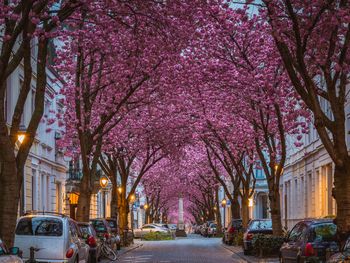 Karneval Bonn - 4 Tage