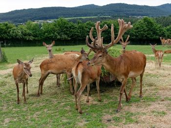 Wanderspaß im Oberpfälzer Seenland