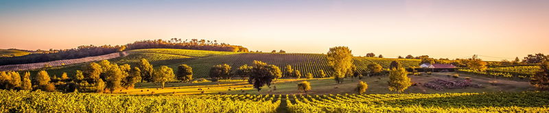 Weinberge auf sanften Hügeln im Abendlicht