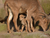 Zoo Schwerin mit Tageseintritt und Übernachtung