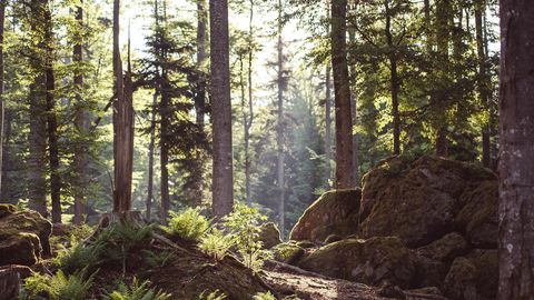 Bayerischer Wald 