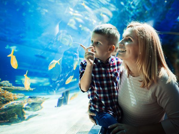 Die Wunderwelt der Meere im Aquarium | 4 Tage in Wilhelmshaven, Niedersachsen inkl. Frühstück