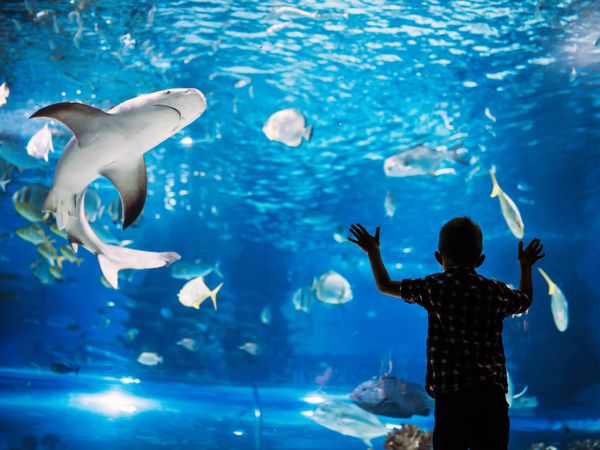 Die Wunderwelt der Meere im Aquarium | 3 Tage in Wilhelmshaven, Niedersachsen inkl. Frühstück