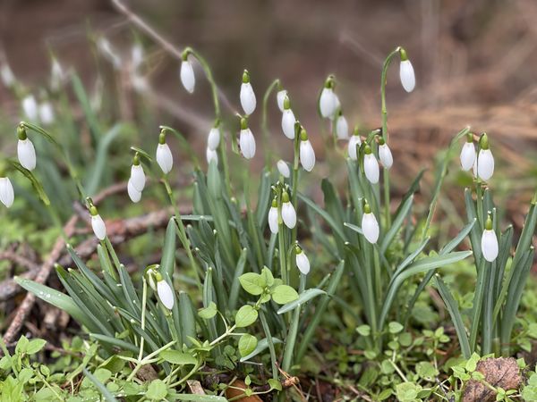 5 Tage Frühlingserwachen im Wald in Kahla, Thüringen inkl. Halbpension