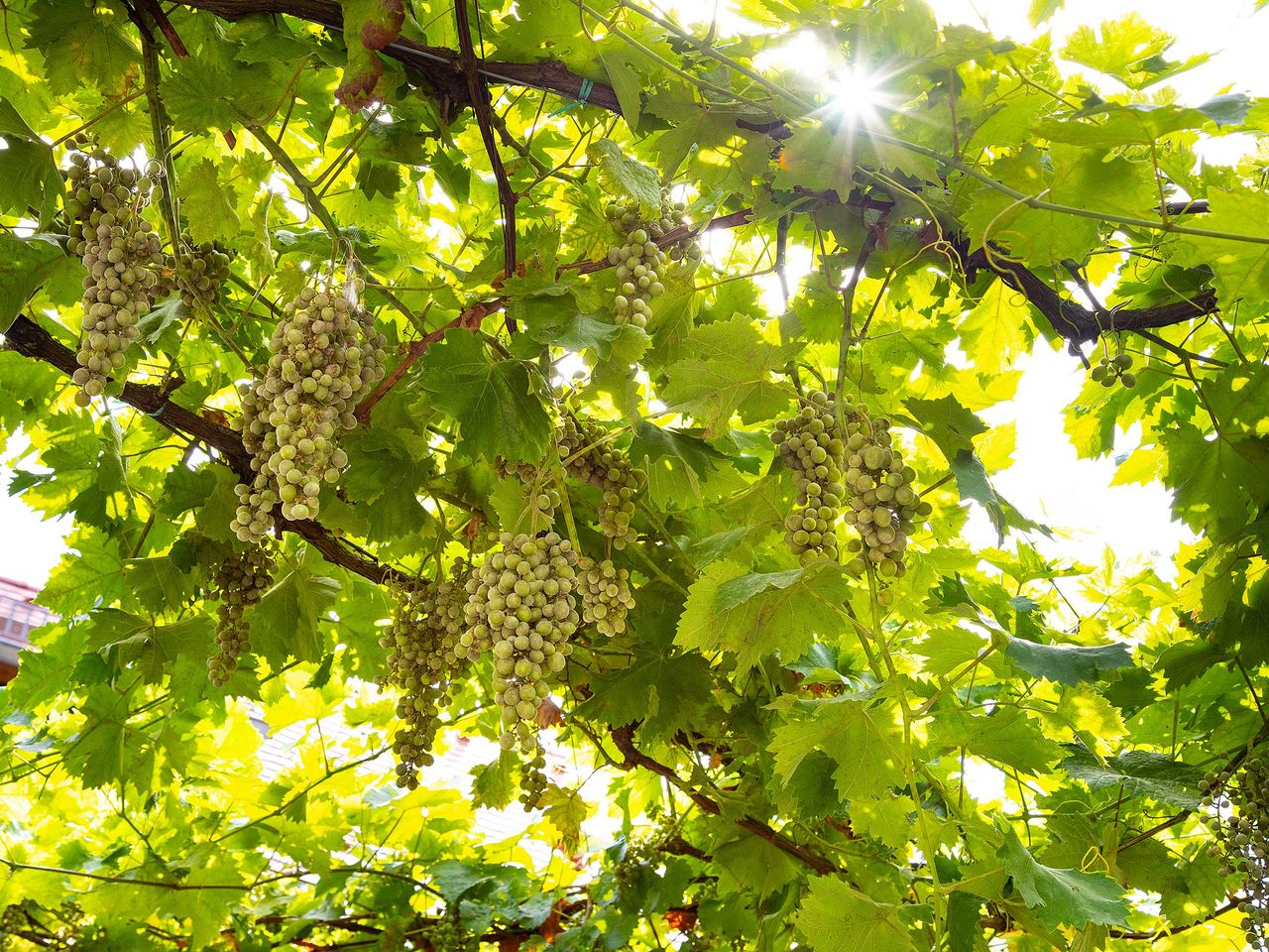 Romantik im Weingut - unser 