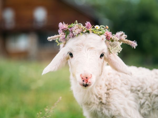 3 Tage Harzer Osterkurztrip in Güntersberge, Sachsen-Anhalt inkl. Halbpension Plus