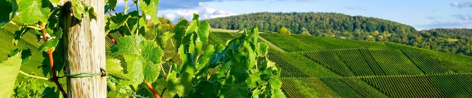 Weinregion Mosel