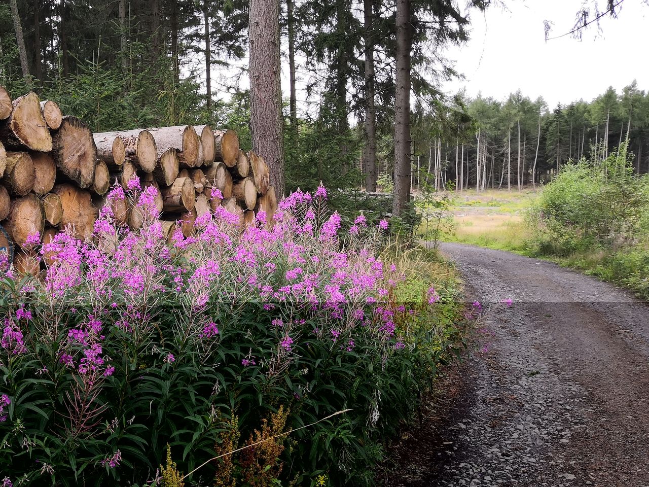 Glasklar - Glanzstücke, die ich im Harz sehen will.