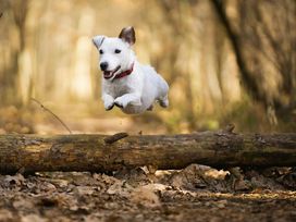 Wanderurlaub Pfälzerwald inkl. Halbpension | 5 Tage