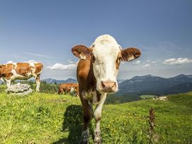 2 Tage traumhafter Urlaub in der Nähe des Chiemsees