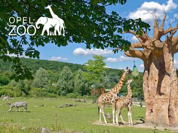 Wildlife Safari im Taunus-Willkommen Opel-Zoo 1xHP 4T