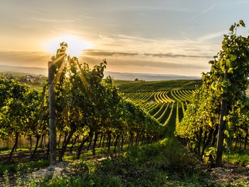 Eine Woche wie am Meer in Bad Dürkheim