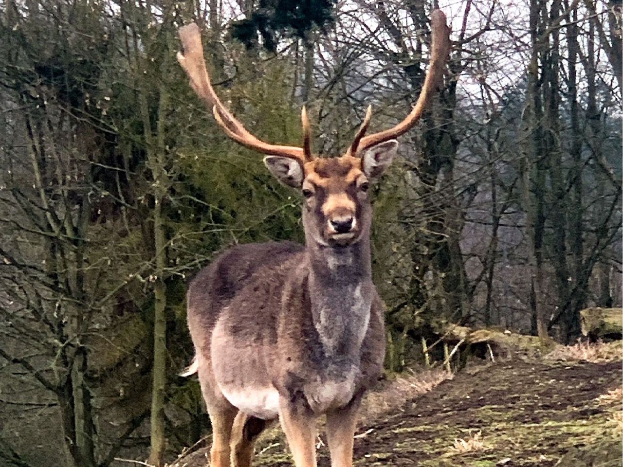 Harzer Last - Minute Winter-Schnäppchen ( 5 Tage )