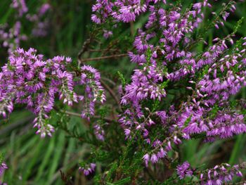 Lüneburger Heide per Rad entdecken