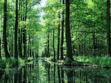 Romantik im Spreewald