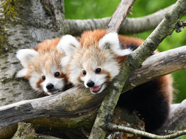 Opel-Zoo Tickets mit Hotel