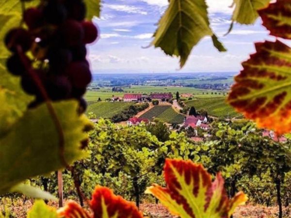 Pfalz – Flexibel für Entdecker / 3 Tage in Leinsweiler Frühstück