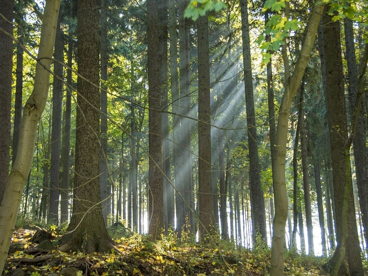 Familien-Erlebnis Zwickau & Erzgebirge - 4 Tage